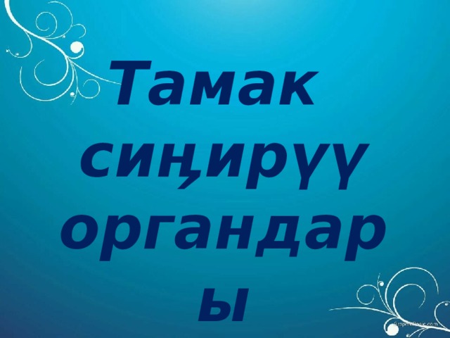 Тамак сиӊирүү органдары 