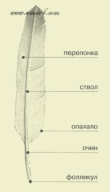 Широкая и мягкая часть пера называется. Строение контурного пера. Перо строение. Схема строения перьев. Структура частей пера.