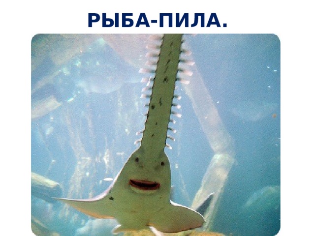 РЫБА-ПИЛА. 