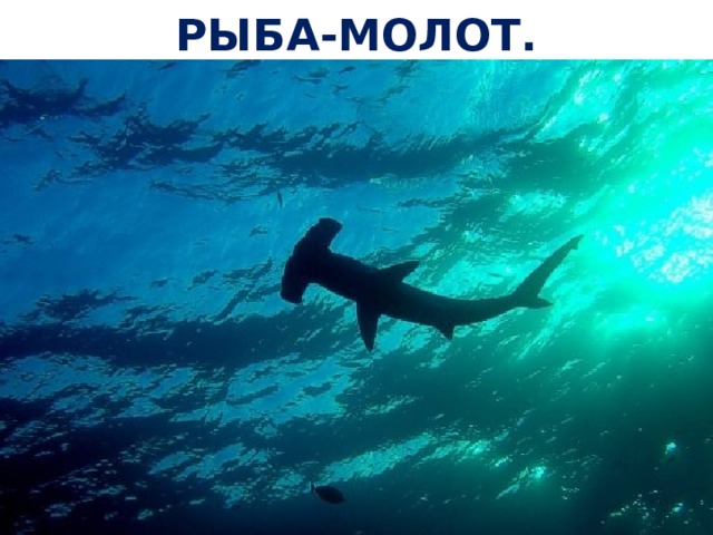 РЫБА-МОЛОТ. 