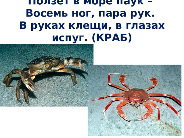 Ползет в море паук –  Восемь ног, пара рук.  В руках клещи, в глазах испуг. (КРАБ)   