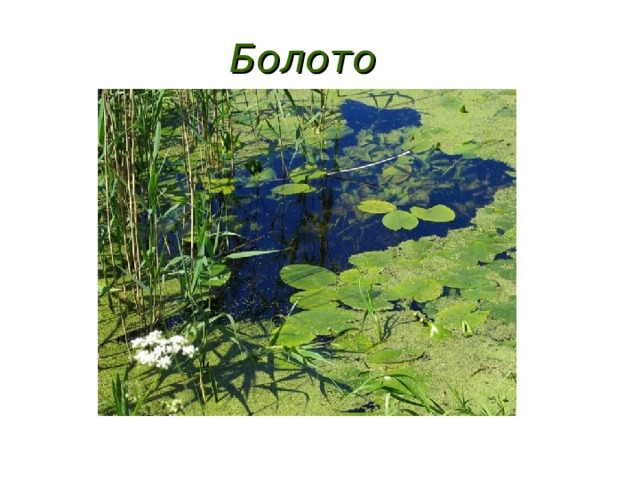 Болото 