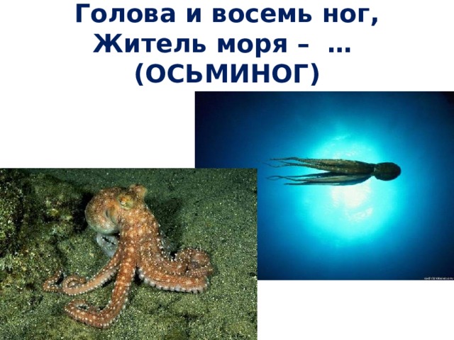 Голова и восемь ног,  Житель моря – … (ОСЬМИНОГ) 