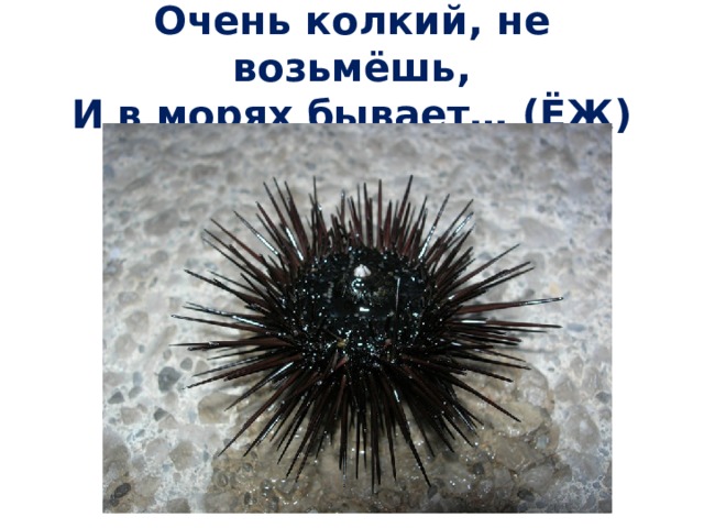 Очень колкий, не возьмёшь,  И в морях бывает… (ЁЖ) 