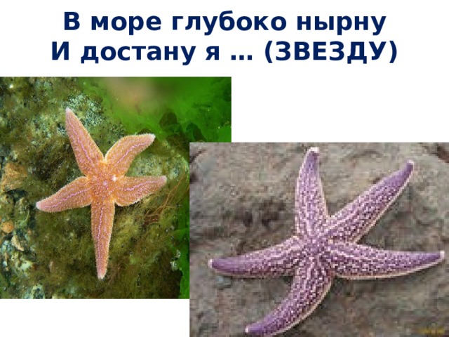 В море глубоко нырну  И достану я … (ЗВЕЗДУ) 