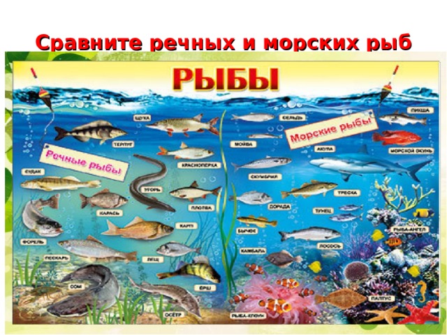 Сравните речных и морских рыб 