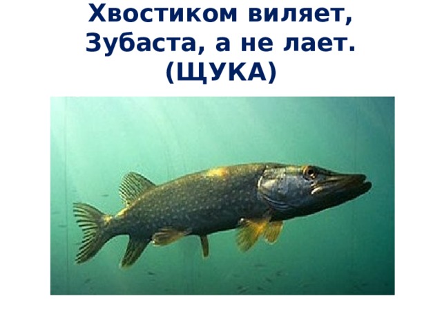 Хвостиком виляет,  Зубаста, а не лает. (ЩУКА) 
