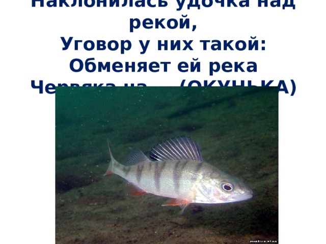  Наклонилась удочка над рекой,  Уговор у них такой:  Обменяет ей река  Червяка на … (ОКУНЬКА) 