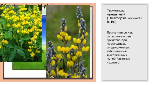 Click icon to add picture Термопсис ланцетный (Thermopsis lanceolata R. Br.)   Применяется как отхаркивающее средство при простудных, инфекционных заболеваниях дыхательных путей.Растение ядовито! 