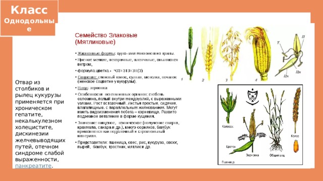 Класс Однодольные Отвар из столбиков и рылец кукурузы применяется при хроническом гепатите, некалькулезном холецистите, дискинезии желчевыводящих путей, отечном синдроме слабой выраженности,  панкреатите . 