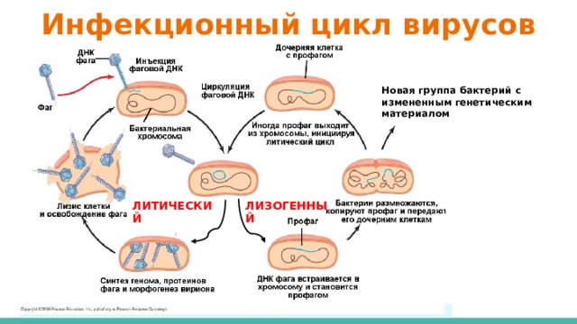 Последовательность жизненного цикла вирусов. Литический цикл вирусов. Литический и лизогенный цикл бактериофага. Литический цикл и лизогенный цикл бактериофагов. Литический и лизогенный цикл вирусов.