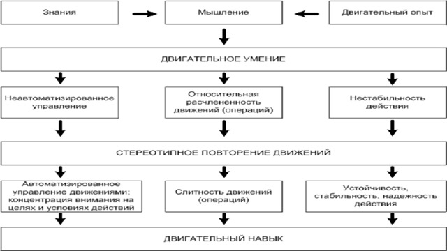 Оптимальная степень владения техникой действия характеризующаяся автоматизированным. Уровни формирования двигательного навыка. Разница между двигательным навыком и умением. Эффективность двигательных навыков. Продолжительность формирования двигательных навыков.