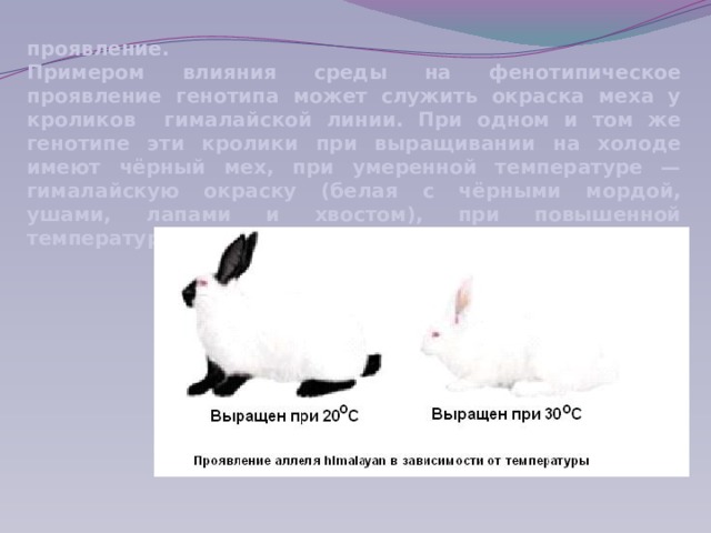 проявление. Примером влияния среды на фенотипическое проявление генотипа может служить окраска меха у кроликов гималайской линии. При одном и том же генотипе эти кролики при выращивании на холоде имеют чёрный мех, при умеренной температуре — гималайскую окраску (белая с чёрными мордой, ушами, лапами и хвостом), при повышенной температуре — белый мех. 