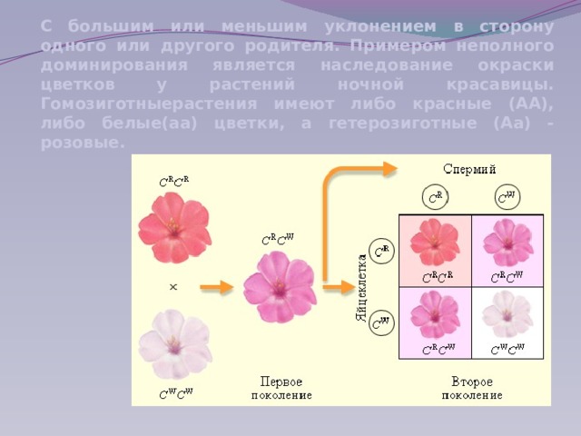 С большим или меньшим уклонением в сторону одного или другого родителя. Примером неполного доминирования является наследование окраски цветков у растений ночной красавицы. Гомозиготныерастения имеют либо красные (АА), либо белые(аа) цветки, а гетерозиготные (Аа) - розовые. 