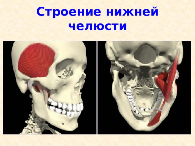 Строение нижней челюсти 