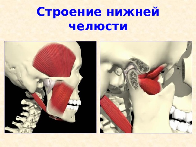 Строение нижней челюсти 