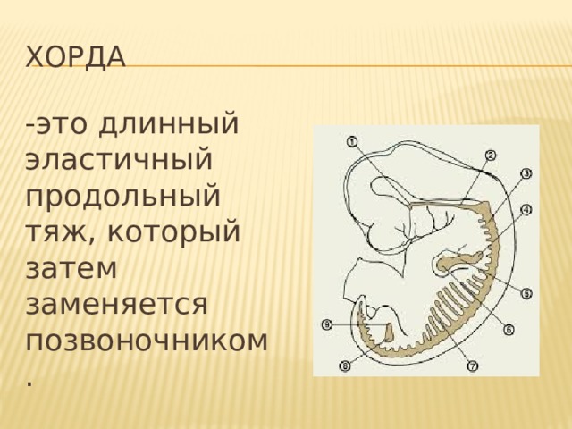 Южная хорда подробная схема