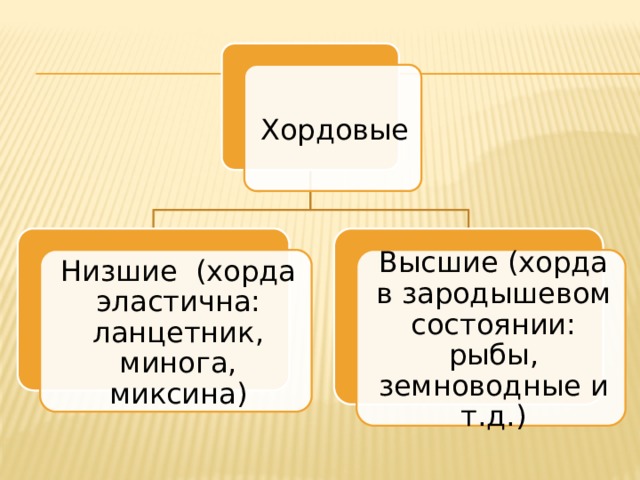 Хордовые Низшие (хорда эластична: ланцетник, минога, миксина) Высшие (хорда в зародышевом состоянии: рыбы, земноводные и т.д.) 