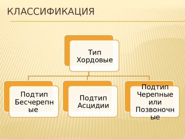 классификация Тип Хордовые Подтип Асцидии Подтип Бесчерепные Подтип Черепные или Позвоночные 