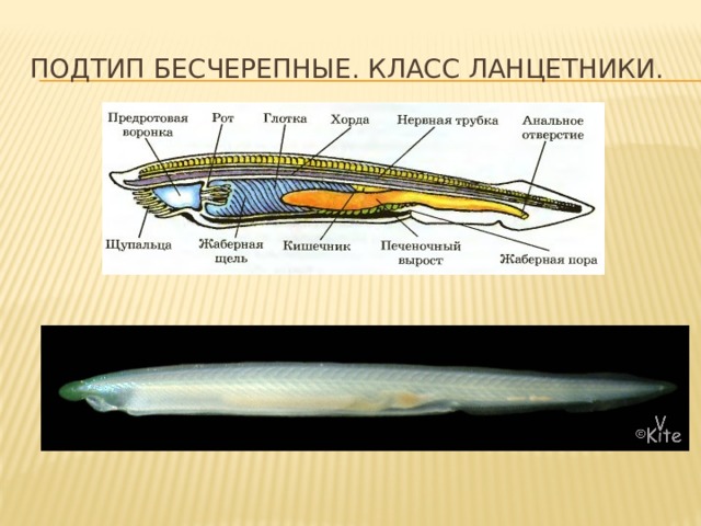 Тип хордовые ланцетник презентация 7 класс биология