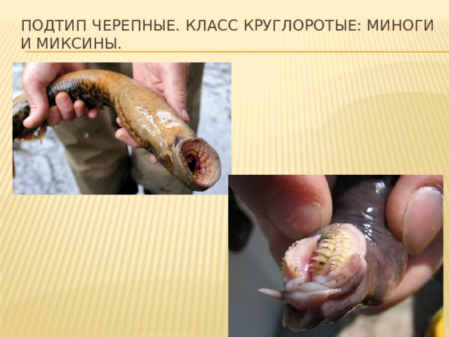 Подтип черепные. Класс круглоротые: миноги и миксины. 