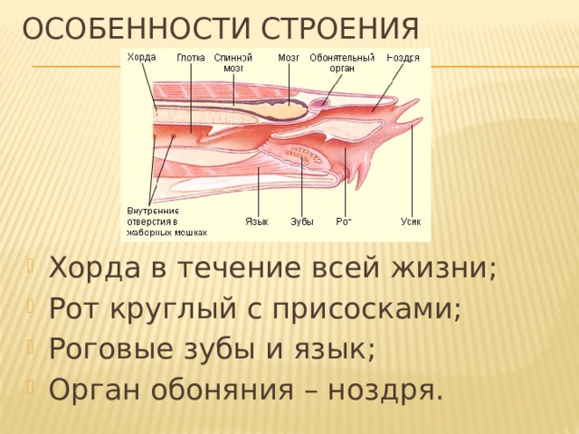 Особенности строения Хорда в течение всей жизни; Рот круглый с присосками; Роговые зубы и язык; Орган обоняния – ноздря. 
