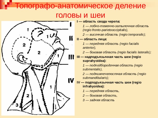 Топографо-анатомическое деление головы и шеи I — область свода черепа:  1 — лобно-теменно-затылочная область (regio fronto-parietooccipitalis),  2 — височная область (regio temporalis); II — область лица:  1 — передняя область (regio facialis anterior),  2 — боковая область (regio facialis lateralis); III — надподъязычная часть шеи (regio suprahyoidea):    1 — подподбородочная область (regio submentalis),  2 — поднижнечелюстная область (regio submandibularis); IV — подподъязычная часть шеи (regio infrahyoidea):  1 — передняя область,  2 — боковая область,  3 — задняя область 