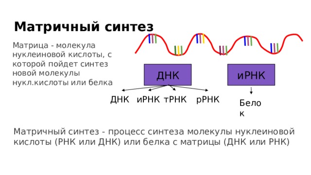 Матричный синтез Матрица - молекула нуклеиновой кислоты, с которой пойдет синтез новой молекулы нукл.кислоты или белка иРНК ДНК ДНК иРНК тРНК рРНК Белок Матричный синтез - процесс синтеза молекулы нуклеиновой кислоты (РНК или ДНК) или белка с матрицы (ДНК или РНК) 