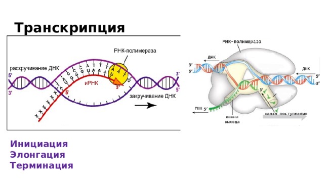 Транскрипция Инициация Элонгация Терминация 