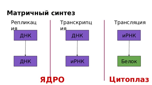 Матричный синтез Репликация Транскрипция Трансляция ДНК ДНК иРНК Белок ДНК иРНК ЯДРО Цитоплазма 