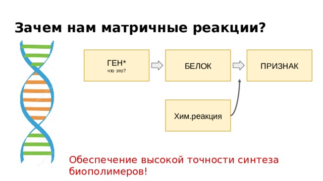 Зачем нам матричные реакции? ГЕН*  что это? БЕЛОК ПРИЗНАК Хим.реакция Обеспечение высокой точности синтеза биополимеров! 