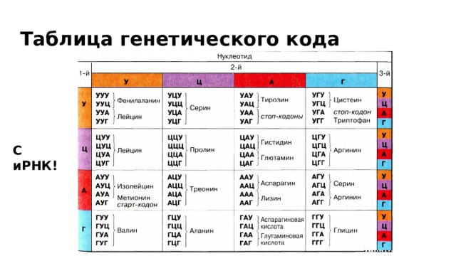 Презентация по биологии 10 класс генетический код