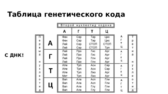 Таблица генетического кода С ДНК! 