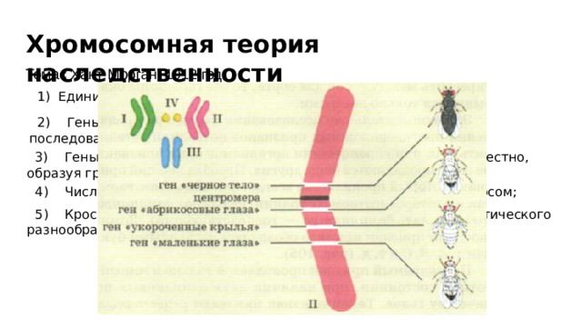 Хромосомная теория наследственности Томас Хант Морган, 1912 год. Единица наследственной информации - ген;  2) Гены линейно располагаются в хромосомах, в определенной последовательности; Каждая хромосома содержит много генов;  3) Гены, расположенные в одной хромосоме, наследуются совместно, образуя группу сцепления;  4) Число групп сцепления равно числу пар гомологичных хромосом;  5) Кроссинговер нарушает группу сцепления; Увеличение генетического разнообразия гамет: 