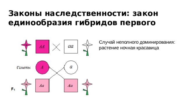 Неполное доминирование ночная красавица. Законы наследственности. Законы наследования генетика. Законы наследования биология. Закон единообразия.