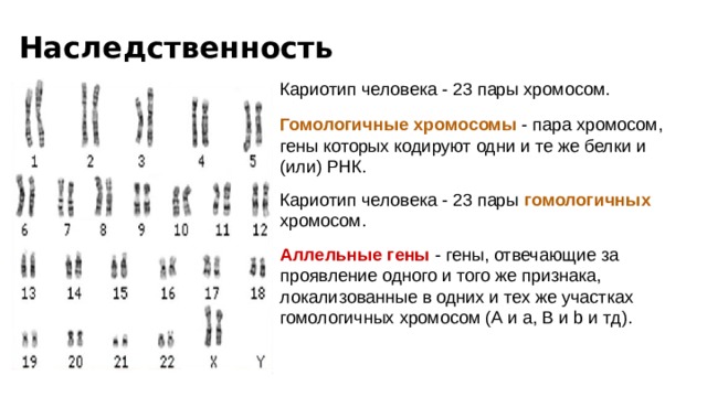 Наследственность    Кариотип человека - 23 пары хромосом. Гомологичные хромосомы - пара хромосом, гены которых кодируют одни и те же белки и (или) РНК. Кариотип человека - 23 пары гомологичных хромосом. Аллельные гены - гены, отвечающие за проявление одного и того же признака, локализованные в одних и тех же участках гомологичных хромосом (А и а, B и b и тд). 