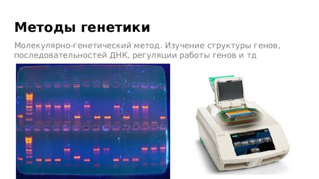 Методы генетики Молекулярно-генетический метод. Изучение структуры генов, последовательностей ДНК, регуляции работы генов и тд 