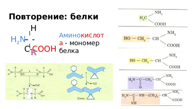 Повторение: белки  H Амино кислота - мономер белка -С- - COOH H 2 N -  R 