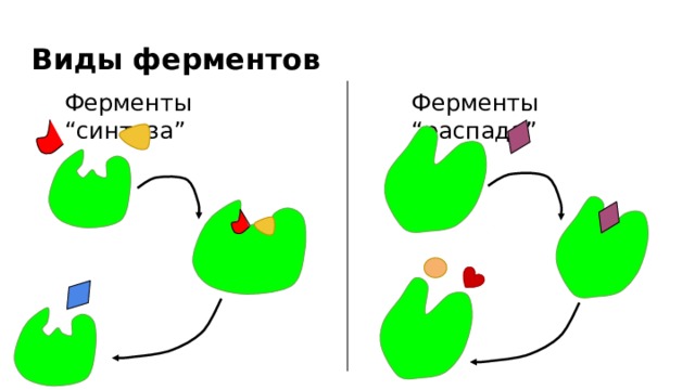 Виды ферментов Ферменты “синтеза” Ферменты “распада” 