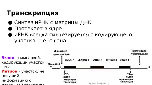 Транскрипция Синтез иРНК с матрицы ДНК Протекает в ядре иРНК всегда синтезируется с кодирующего участка, т.е. с гена Экзон - смысловой, кодирующий участок гена Интрон - участок, не несущий информацию о первичной структуре белка 