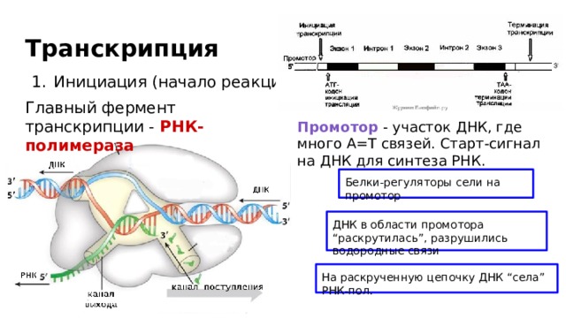 Транскрипция Инициация (начало реакции) Главный фермент транскрипции - РНК-полимераза Промотор - участок ДНК, где много А=Т связей. Старт-сигнал на ДНК для синтеза РНК. Белки-регуляторы сели на промотор ДНК в области промотора “раскрутилась”, разрушились водородные связи На раскрученную цепочку ДНК “села” РНК-пол. 