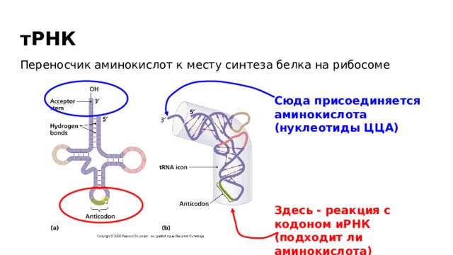 тРНК Переносчик аминокислот к месту синтеза белка на рибосоме Сюда присоединяется аминокислота (нуклеотиды ЦЦА) Здесь - реакция с кодоном иРНК (подходит ли аминокислота) 