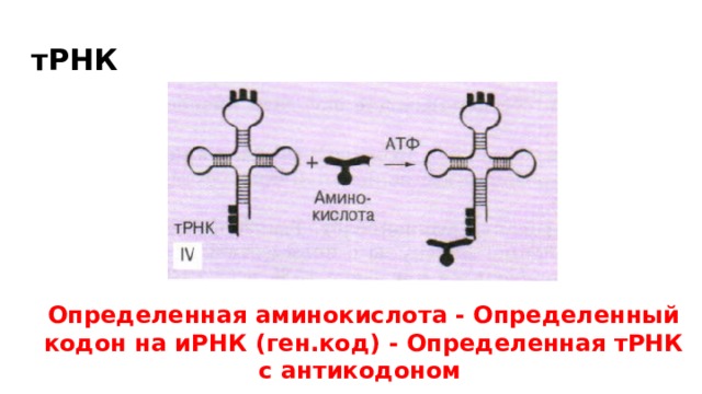 тРНК Определенная аминокислота - Определенный кодон на иРНК (ген.код) - Определенная тРНК с антикодоном 