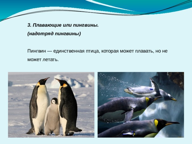 3. Плавающие или пингвины. (надотряд пингвины)  Пингвин — единственная птица, которая может плавать, но не может летать. 
