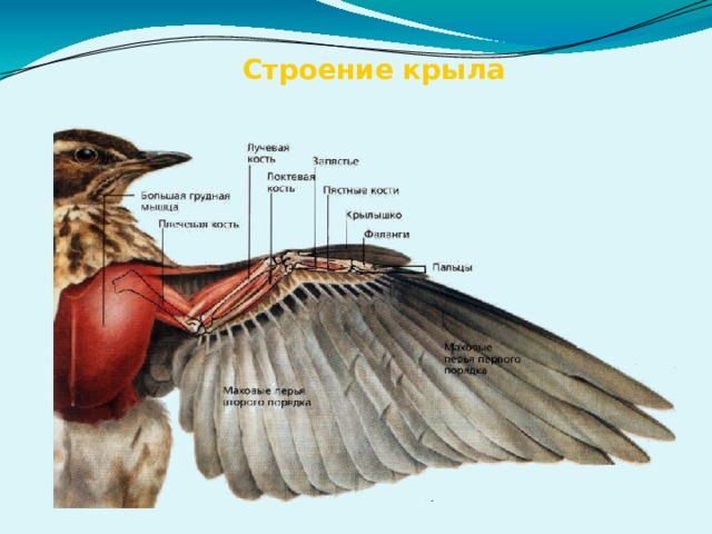 Строение крыла 