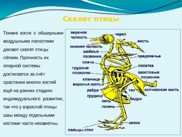 Скелет птицы Тонкие кости с обширными воздушными полостями делают скелет птицы лёгким. Прочность их опорной системы достигается за счёт срастания многих костей ещё на ранних стадиях индивидуального развития, так что у взрослой птицы швы между отдельными костями часто незаметны. 