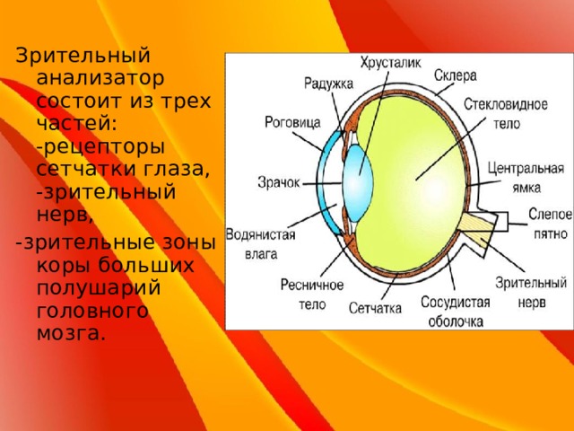 Презентация биология 8 класс зрительный анализатор строение и функции глаза