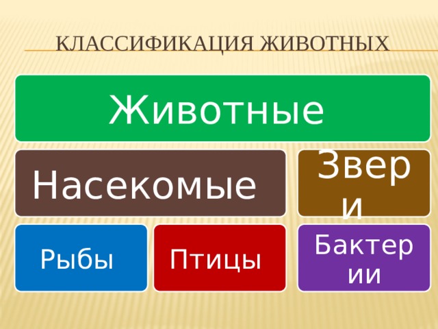 Классификация Животных Животные Насекомые Звери Рыбы Птицы Бактерии 