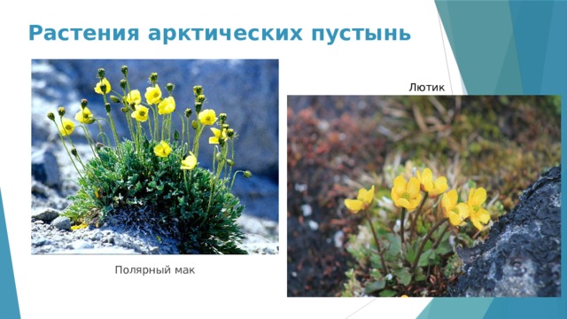 Растения арктических пустынь Лютик Полярный мак 