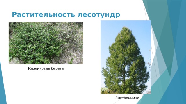 Растительность лесотундр Карликовая береза Лиственница 